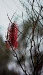 : - Hakea bucculenta