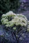 : - Hakea macraeana