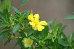 : - Hibbertia cuneiformis