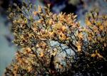 : - Jacksonia ramosissima