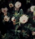 :-Pimelea ligustrina