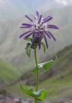 : - Perezia purpurata