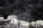 : - Pityrodia bartlingii