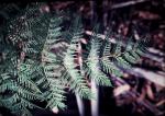 : - Pteridium esculentum