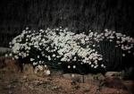 : - Rhodanthe chlorocephala subsp. rosea