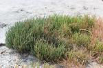 : - Sarcocornia alpini
