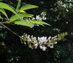 : - Psoralea glandulosa