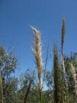 : - Stipa densiflora