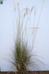 :-Stipa pubescens