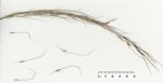 :-Stipa rudis
