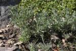 : - Alyssum bornmuelleri