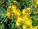 : - Senna birostris