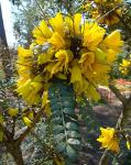 Feinblätteriger Schnurbaum - Sophora microphylla