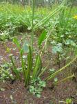 : - Damasonium minus