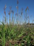 : - Dichanthium annulatum