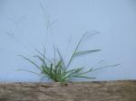 : - Digitaria violascens