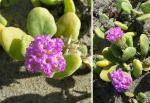 : - Abronia maritima