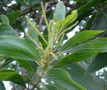 : - Acacia mangium