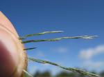 : - Eragrostis parviflora