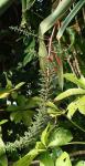 : - Aechmea bracteata