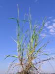 Steifer Lolch - Lolium rigidum