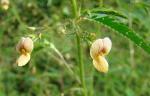 : - Aeschynomene americana