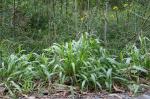 : - Paspalum mandiocanum