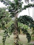 Stachelpalme - Aiphanes horrida