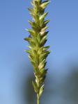 : - Sacciolepis indica