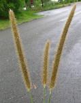 Goldenes Timothygras - Setaria sphacelata