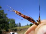 : - Sorghum leiocladum