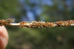 :-Sporobolus creber