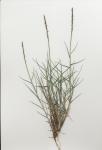 : - Sporobolus virginicus