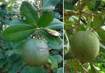 : - Amphitecna latifolia