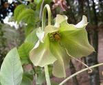 : - Cobaea pringlei