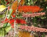 : - Combretum fruticosum