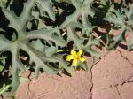 : - Cucurbitella asperata