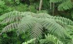 : - Cyathea delgadii