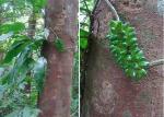 :-Anthurium flexile