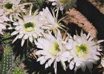 : - Echinopsis candicans