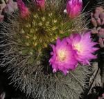 : - Eriosyce chilensis