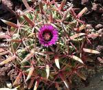 : - Ferocactus recurvus