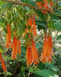: - Fuchsia dependens