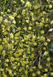 : - Acacia howittii