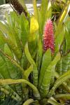:-Aechmea phanerophlebia