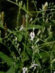 Kalmegh - Andrographis paniculata
