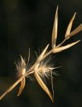 : - Rytidosperma laeve