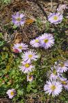 : - Brachyscome formosa