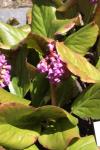 :-Bergenia crassifolia var. pacifica