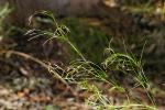 : - Caustis flexuosa